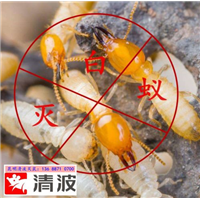 昆明【清波】灭鼠-免费上门勘察-昆明灭鼠