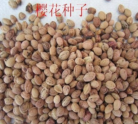 樱花种子
