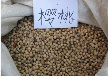 樱桃种子