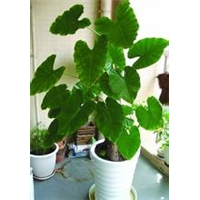 昆山花卉租摆,昆山盆景租摆
