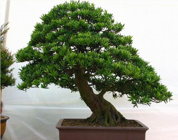 昆山花卉盆景租摆_昆山浪漫满屋花卉园艺绿化有限公司 