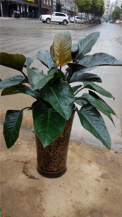 昆山花木出租_昆山花木租赁，昆山花木租摆 