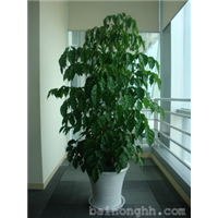 绿植租赁租摆,昆山盆景租赁