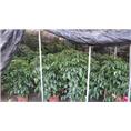 昆山花卉租摆,昆山盆景租摆,昆山绿植租摆 