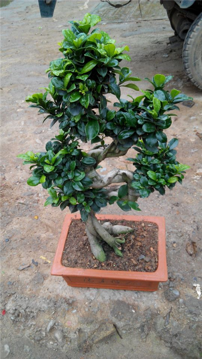 昆山绿植盆栽_昆山绿植租赁_昆山绿植花卉租赁 