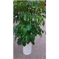 昆山花卉盆景租摆_昆山浪漫满屋花卉园艺绿化有限公司 