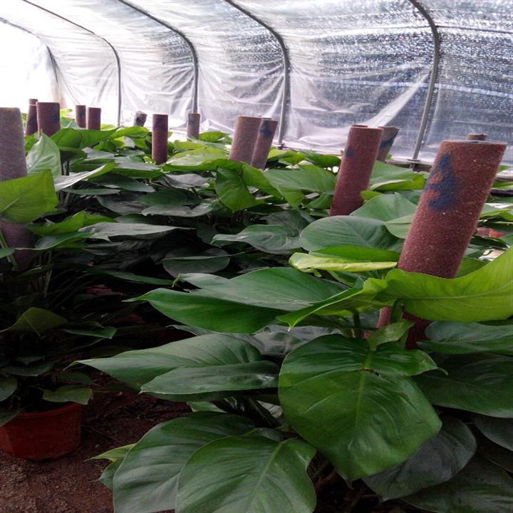昆山绿植盆栽_昆山绿植租赁_昆山绿植花卉 