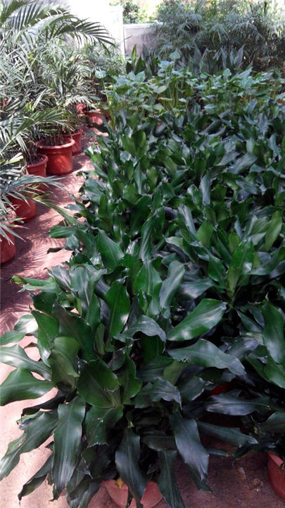 办公绿植租赁_专业绿植租赁服务_昆山绿化公司 