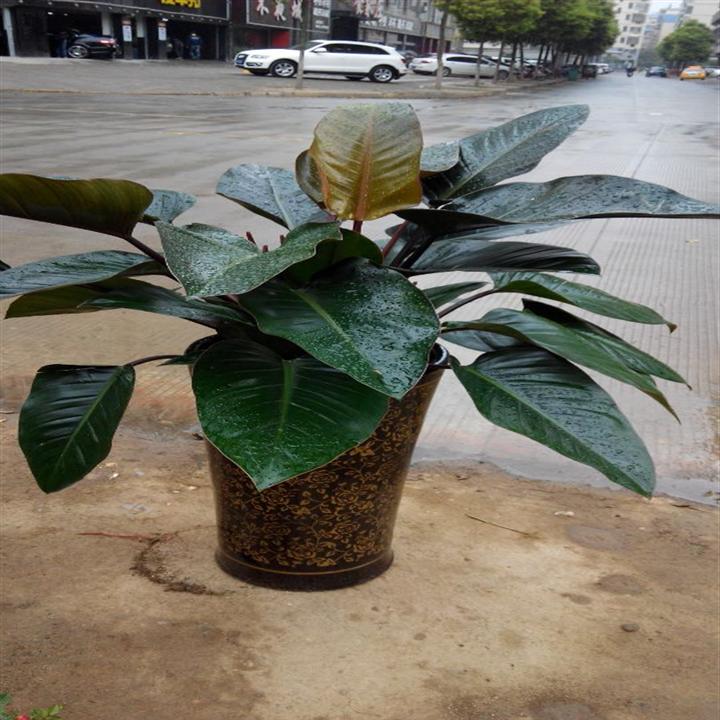 昆山花卉批发_昆山花卉租摆_昆山园林绿化 