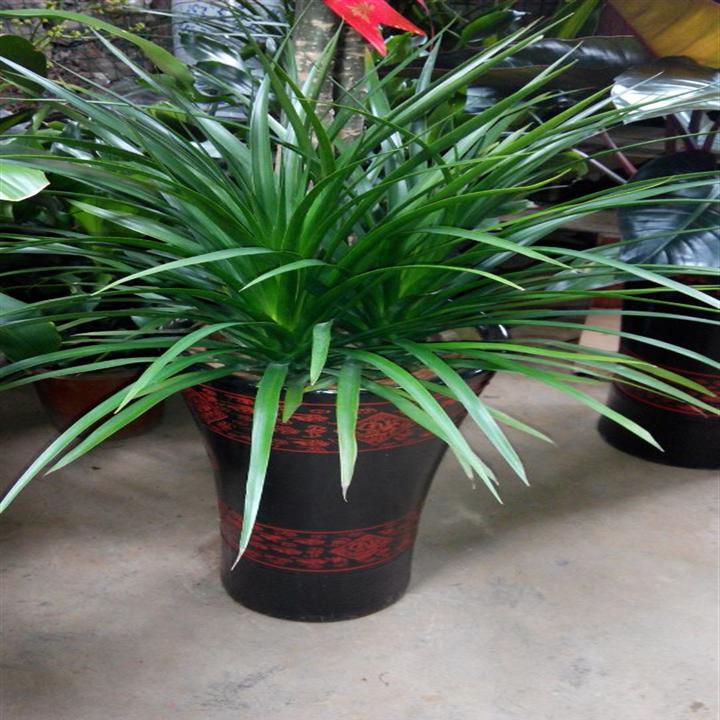 昆山绿植盆栽_昆山绿植租赁_昆山绿植花卉 