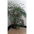 昆山花卉批发_昆山花卉租摆_昆山园林绿化 