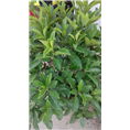 昆山植物租赁,昆山花卉租赁公司,绿植租赁租摆,昆山盆景租赁 