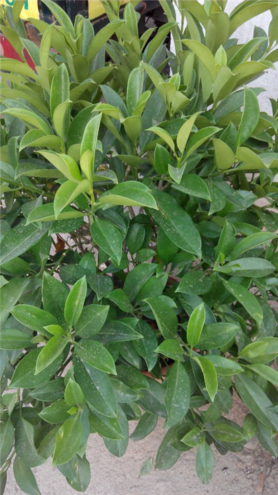 昆山植物租赁,昆山花卉租赁公司,绿植租赁租摆,昆山盆景租赁 