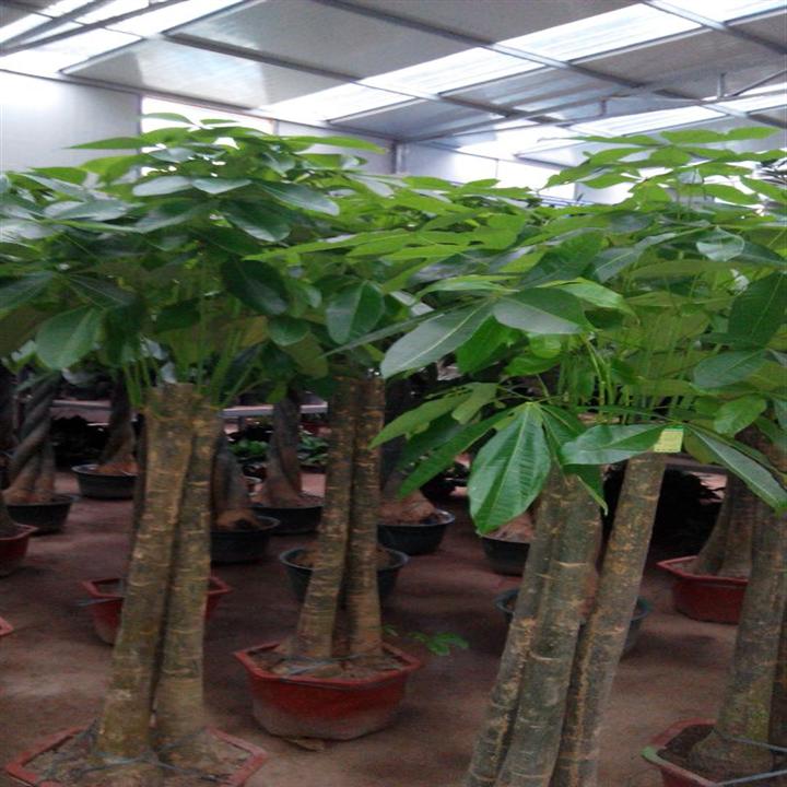 【昆山花卉租摆 昆山绿植租摆 昆山盆景租摆 昆山鲜花快递 