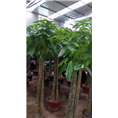 昆山花木出租_昆山花木租赁，昆山花木租摆 