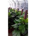 昆山绿植盆栽_昆山绿植租赁_昆山绿植花卉 
