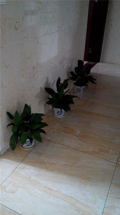 昆山绿植盆栽_昆山绿植租赁_昆山绿植花卉租赁 