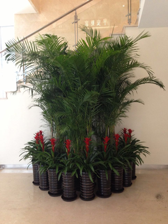海口植物租赁_海口专业植物养护公司