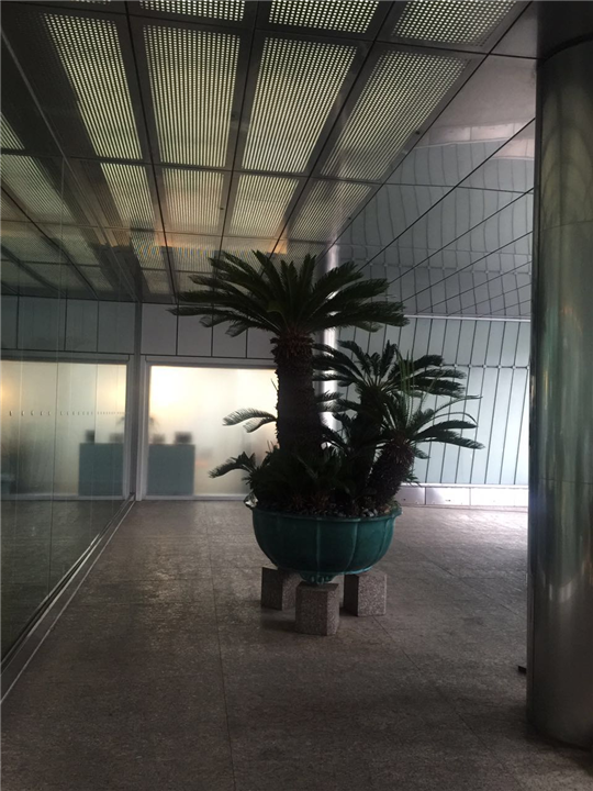海口花卉批发☏海口优质花卉价格