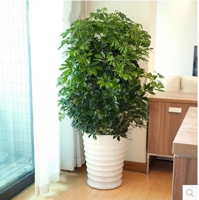 海口鸭脚木租摆【鸭脚木】