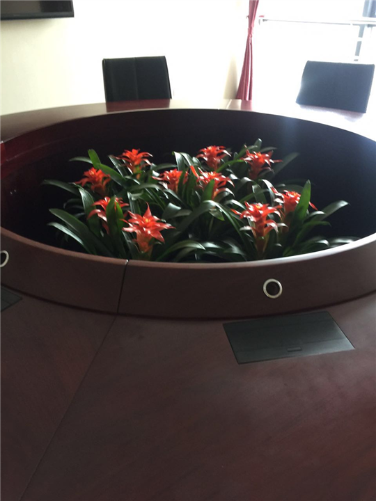 海口绿植租赁ㄨ海口绿植盆栽租赁