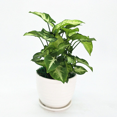 海口合果芋批发【合果芋】