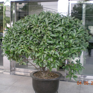 海口特大非洲茉莉租赁【非洲茉莉】