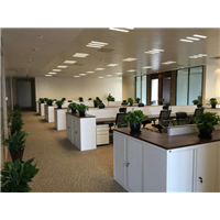海口绿植养护ˉ海口上门养护绿化植物