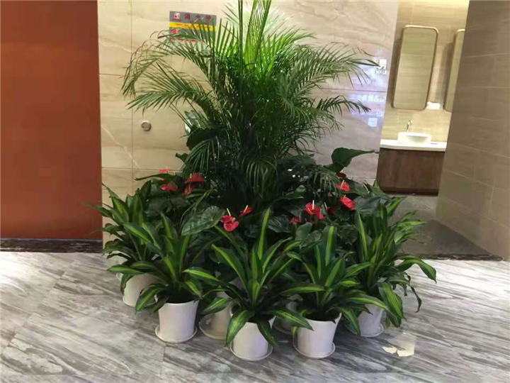 海南花卉租赁—海南花卉租赁——— 