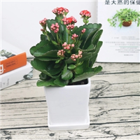 海口粉长寿花批发【粉长寿花】 