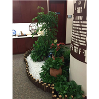 海口植物养护✔海口专业上门养护植物