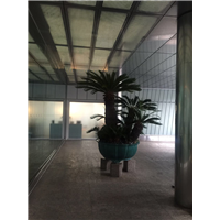 海口花卉批发☏海口优质花卉价格
