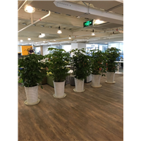 海口绿植租摆✔海口优质绿植租摆价格