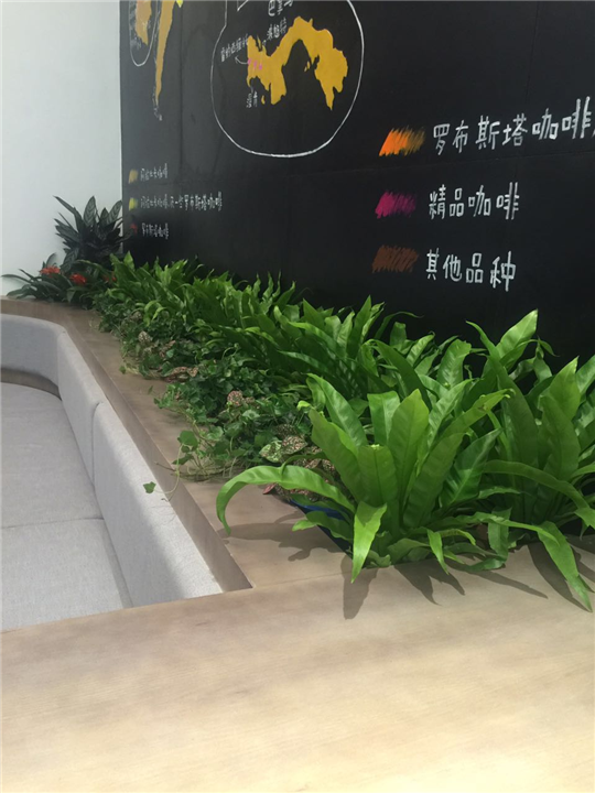 海口绿植出租☏海口绿植低价出租