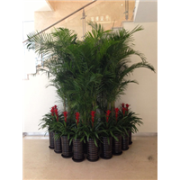 海口植物租赁_海口专业植物养护公司