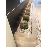海口绿植批发☾海口绿植批发价格