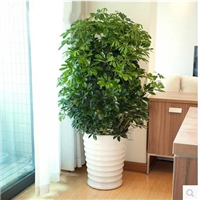 海口鸭脚木租摆【鸭脚木】