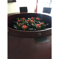 海口绿植租赁ㄨ海口绿植盆栽租赁