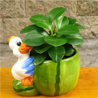 海口豆瓣绿批发【豆瓣绿】