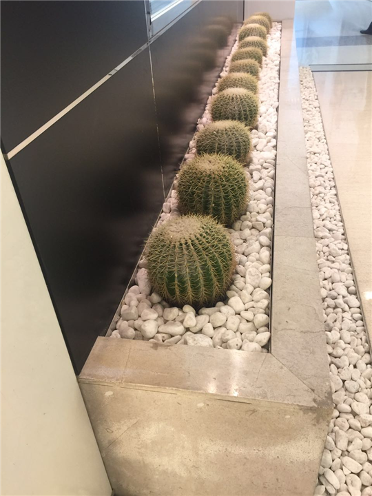 海口绿植批发☾海口绿植批发价格