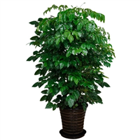 海口绿化绿植租摆-海口绿化绿植租赁 