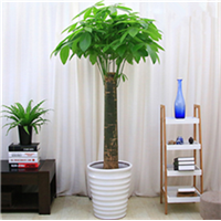 海口绿化绿植批发-海口绿化绿植租赁 