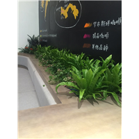 海口绿植出租☏海口绿植低价出租