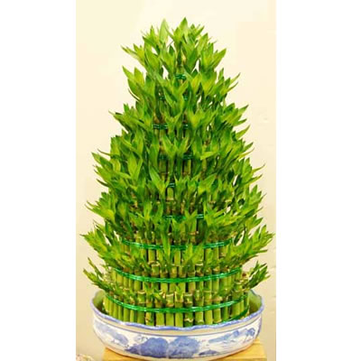 海口开运竹批发【开运竹】