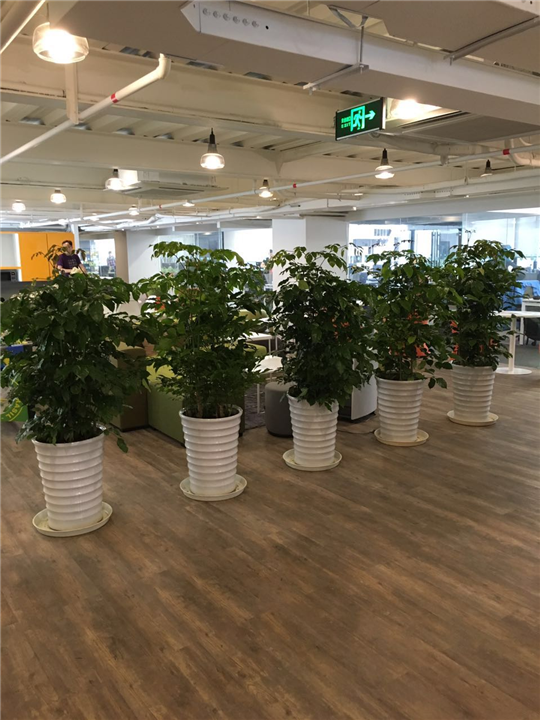 海口绿植租摆✔海口优质绿植租摆价格