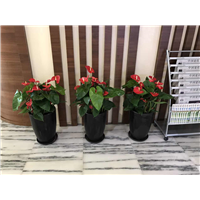 海口植物租摆@海口优质植物价格