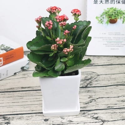 海口粉长寿花批发【粉长寿花】 