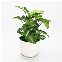 海口合果芋批发【合果芋】