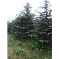 河南雪松基地|河南雪松小苗