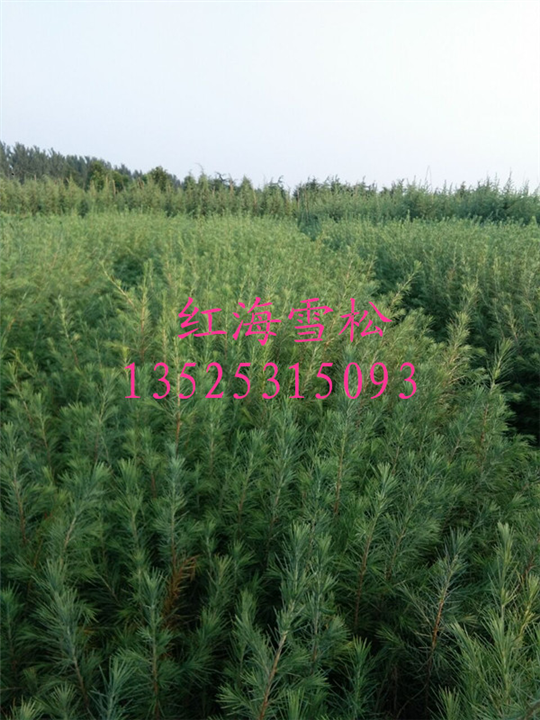 雪松 